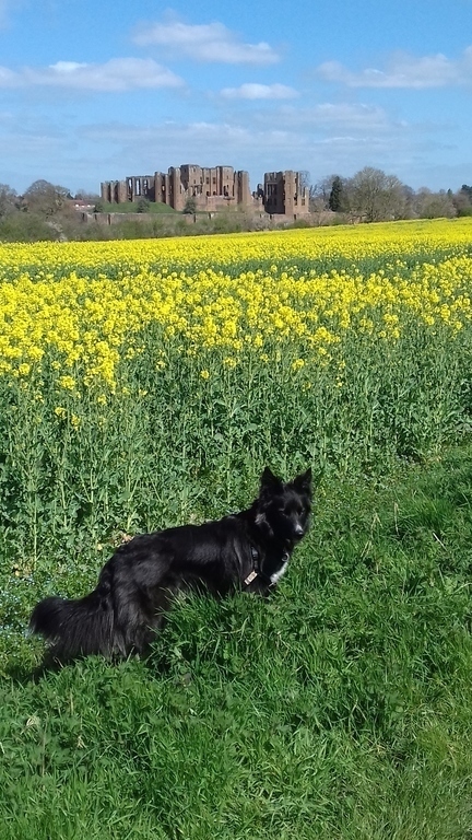 Kenilworth Castle in summer