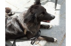 Bronwyn being the perfect pub dog