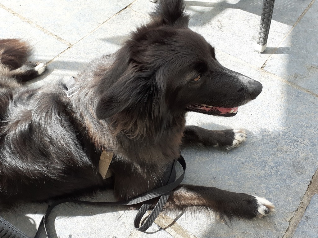 Bronwyn being the perfect pub dog