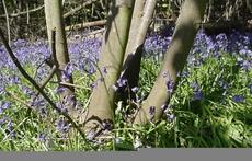 Our fence line in Spring