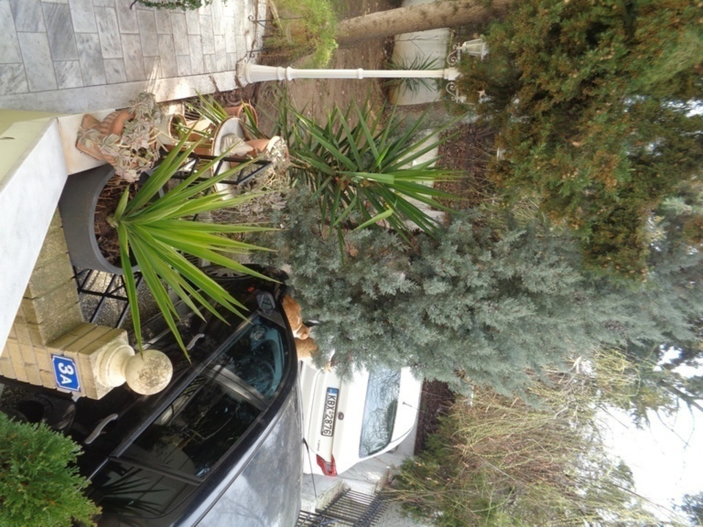 part cars and front garden's trees