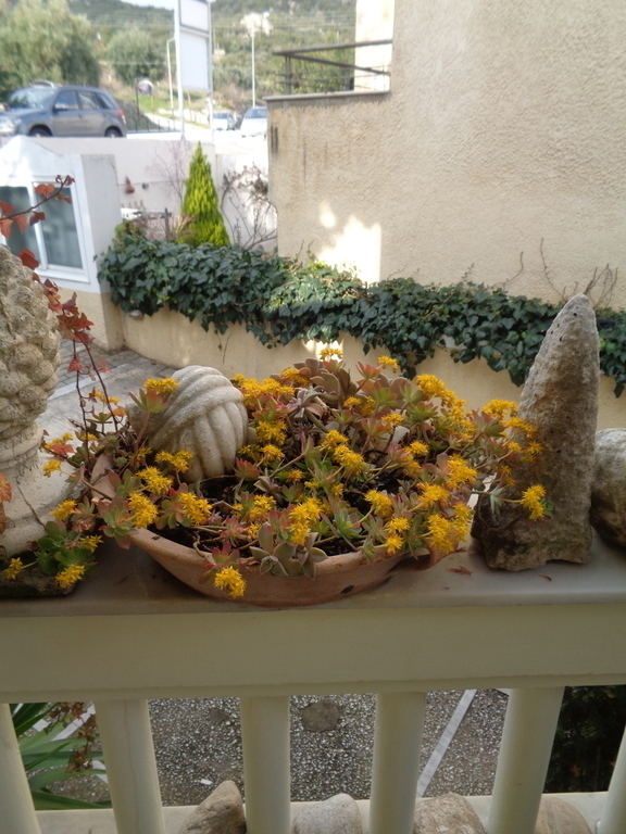 entrance balcony's rail and succulent plants