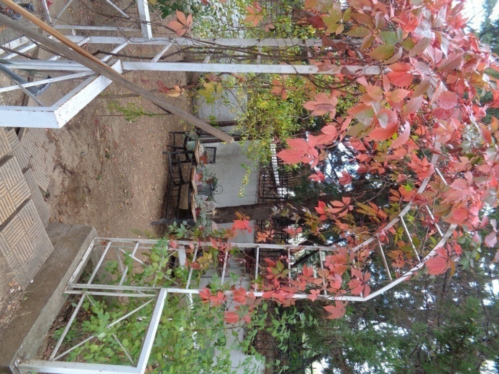 autumn colours   of climbing plants of yard