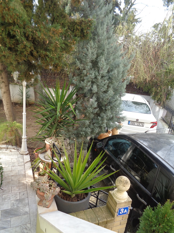 part cars and front garden's trees