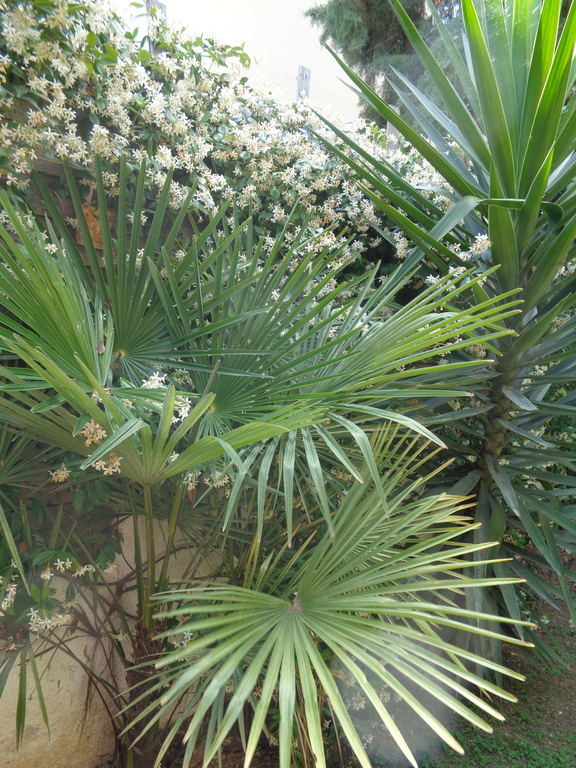 MAY AND PLANTS IN GARDEN
