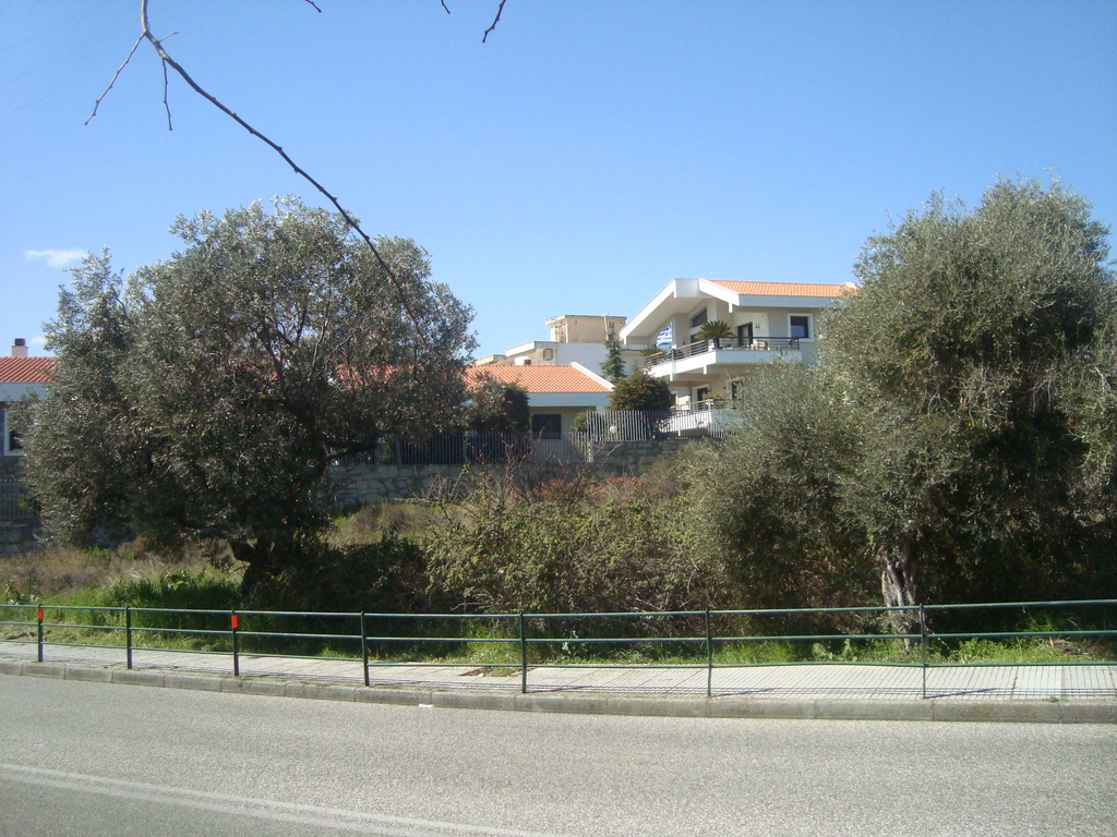 JUST ACROSS .A HUGE LOT WITH  OLIVE TREES