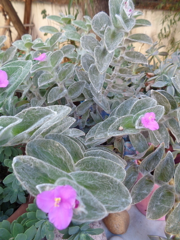 A  FLOWER  REPETEDLY FLOURISHING IN A POT OF  MINE