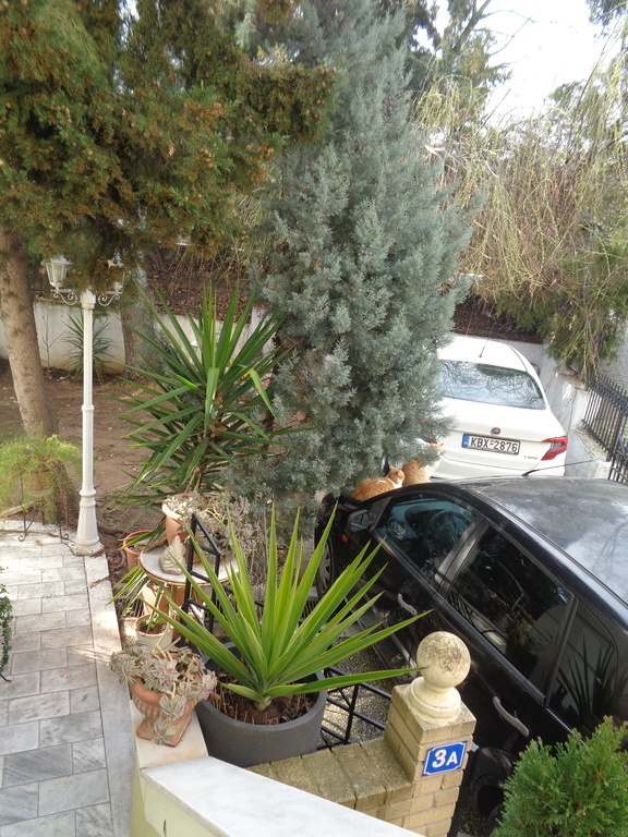 part cars and front garden's trees