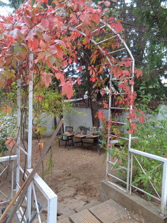 autumn colours   of climbing plants of yard