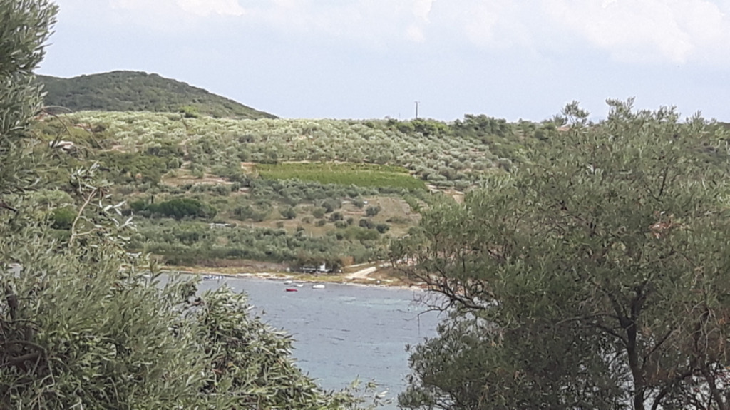 at  AMMOLOFI   area  beaches,  where spot with olive cultures