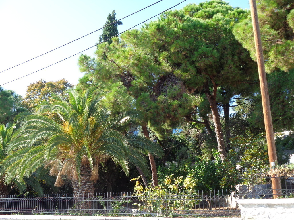 PINE TREES AND PALM ONES IN PALIO'S GARDENS