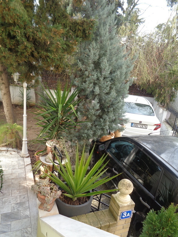 part cars and front garden's trees