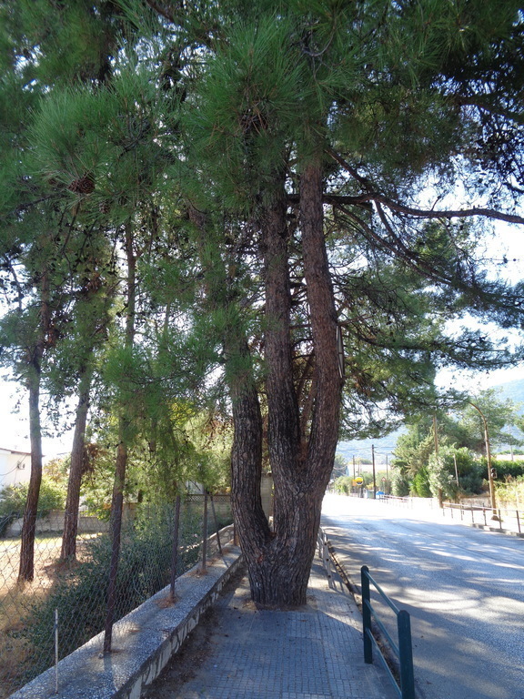 PALIO USED TO BE PINE-WOOD BEFORE  ROADS MADE IT POPULAR SUMMER SUBURB, STILL PINES    OLD ROOTED  ON NOWADAYS SIDE WALKS