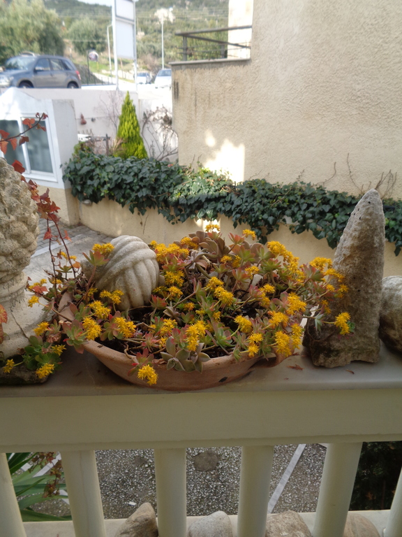 entrance balcony's rail and succulent plants