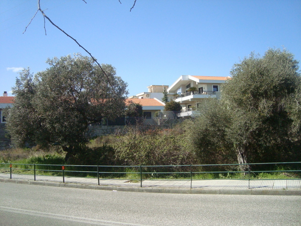 JUST ACROSS .A HUGE LOT WITH  OLIVE TREES