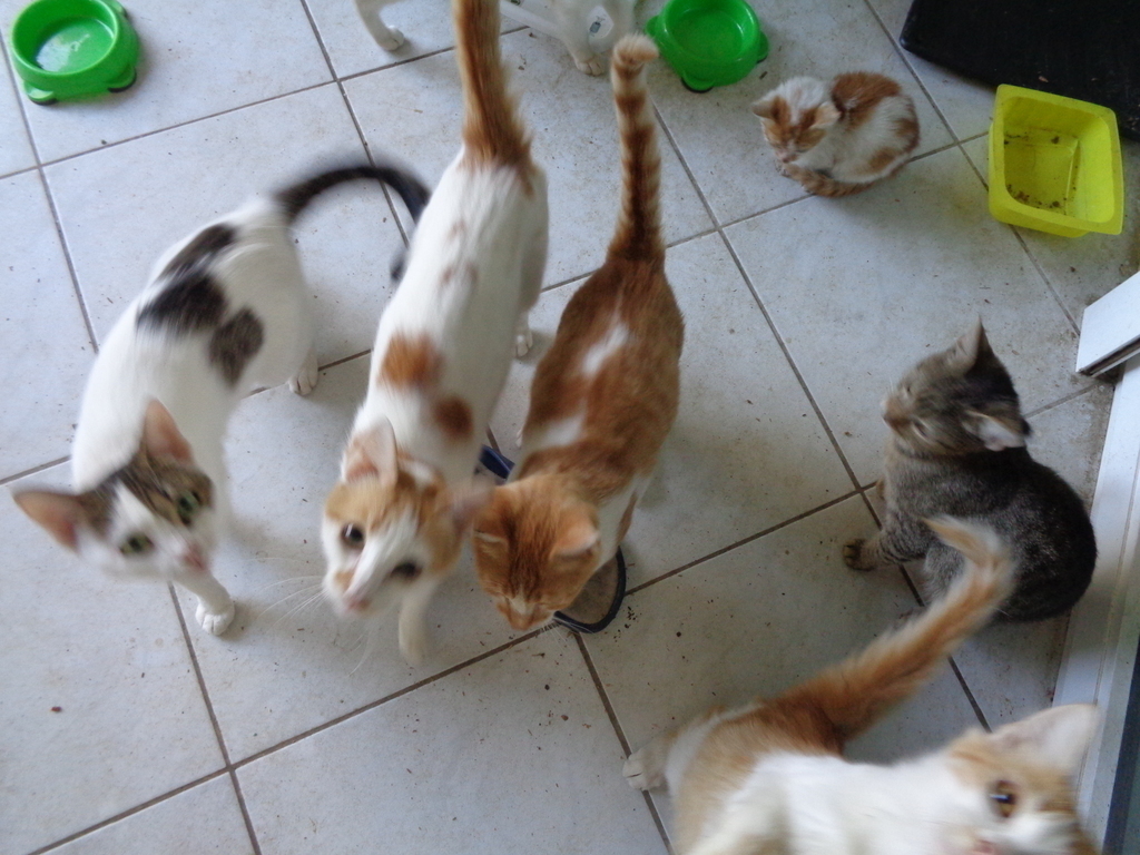 my cat zoo-they live out of the house and are protected by all neighbourhood