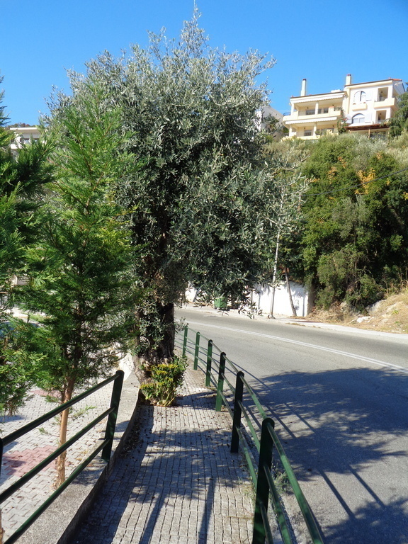THE SAME WITH OLIVE TREES ON SIDE WALKS-WE LOVE IT-NOT CYCLISTS OR MOTHERS 