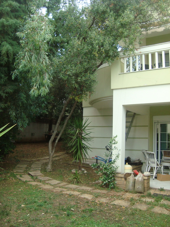 OLIVE TREES  AROUND THE HOUSE IN THE YARD