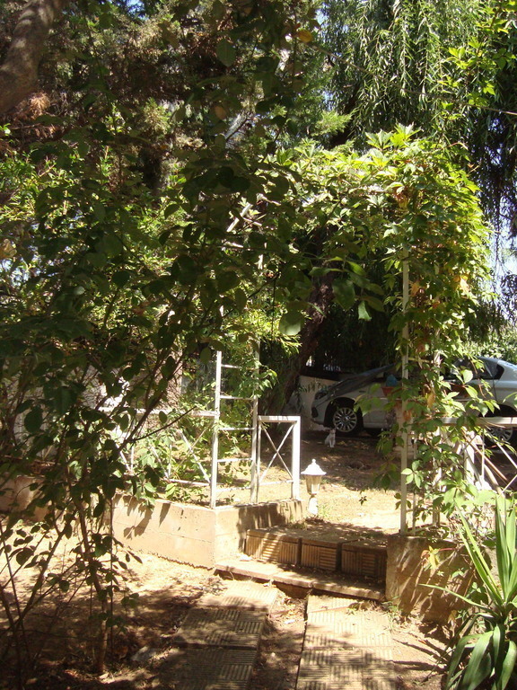 greenery  at   a back  yard   corner