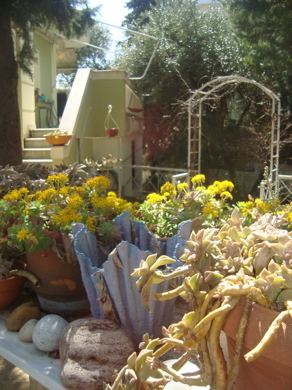 POTS WITH  SECULENTS