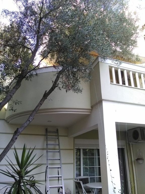 an olive tree   pruned  to get tall and  leafy to middle  floor's terrace