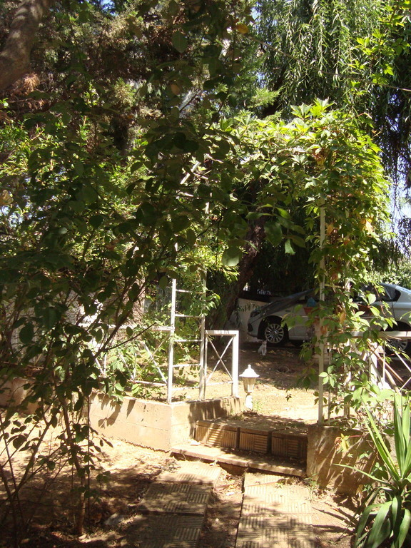 greenery  at   a back  yard   corner