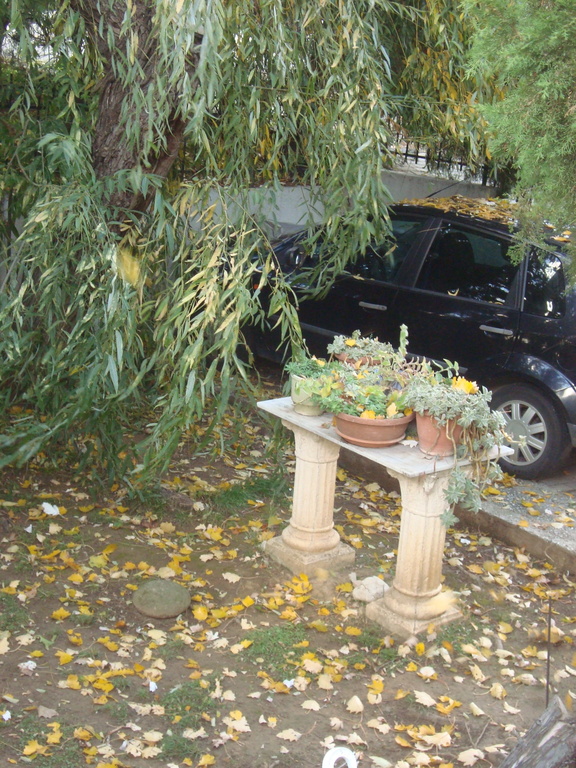 autumn yard  of our house