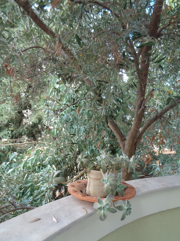 olive tree  by   middle floor's balcony
