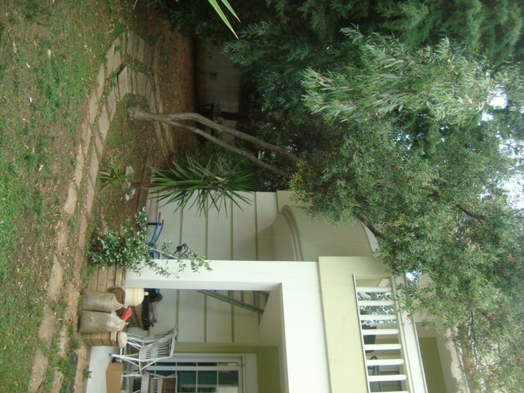 OLIVE TREES  AROUND THE HOUSE IN THE YARD