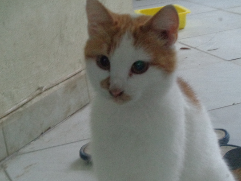 one of our three outdoor cats