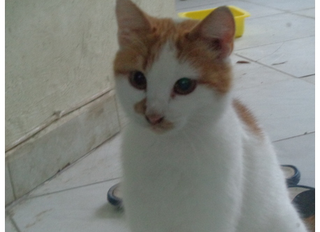 one of our three outdoor cats