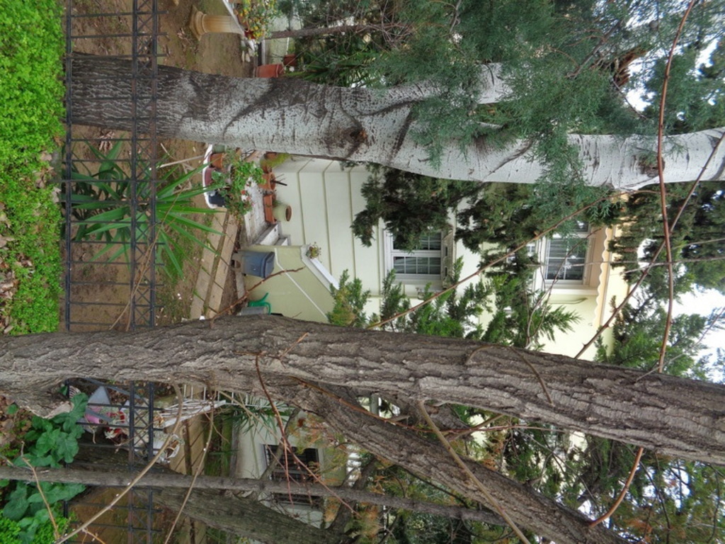 glimpse  of house through the tranks of  our tiny  wood!