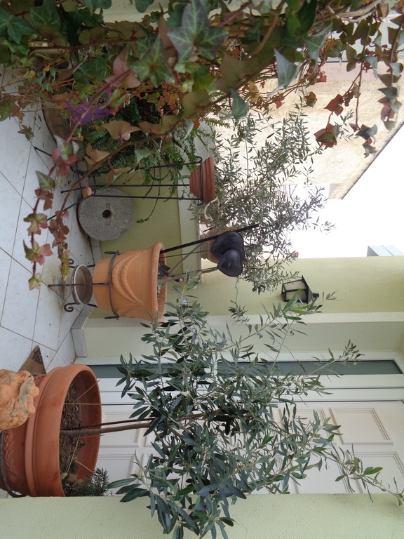 few steps and house door ...between two olive trees in pots!