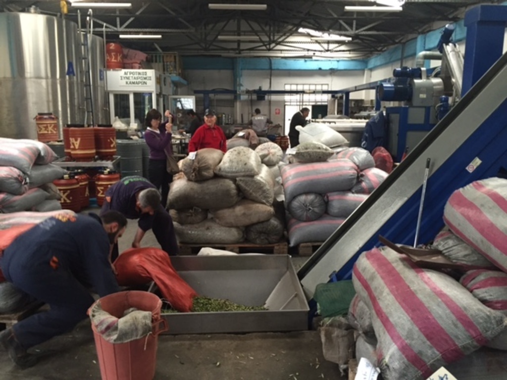 Our local olive oil production