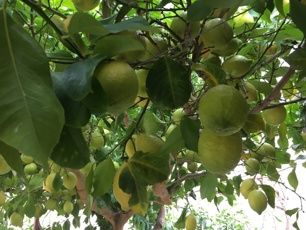 lemon tree