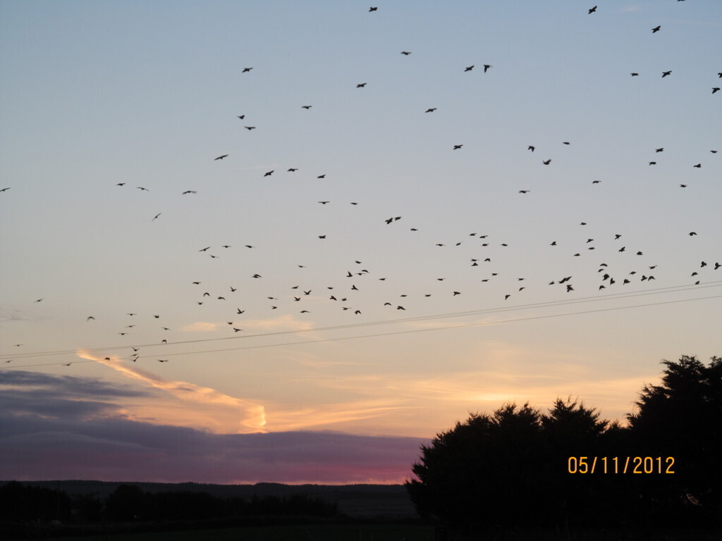 Birds flight takes place most summer evenings