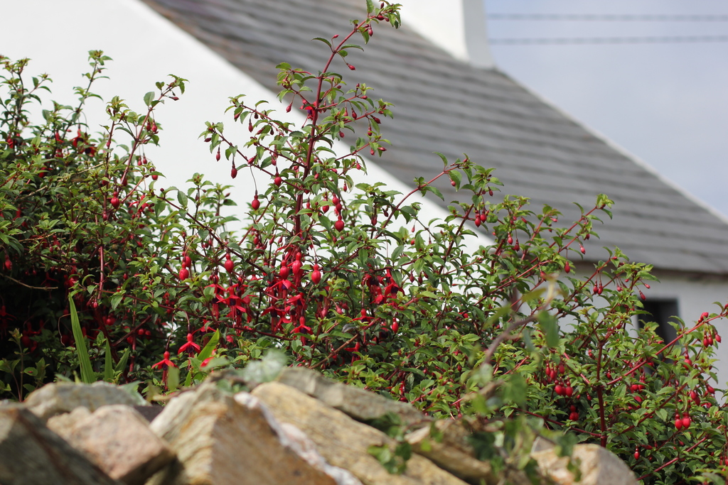 wild fuchsia in the hedge 