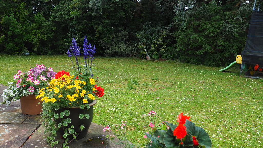 Our garden 