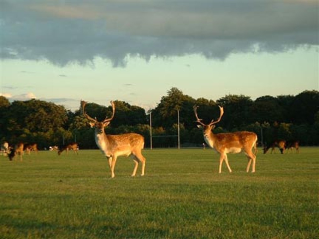 Deer in the Phoenix Park