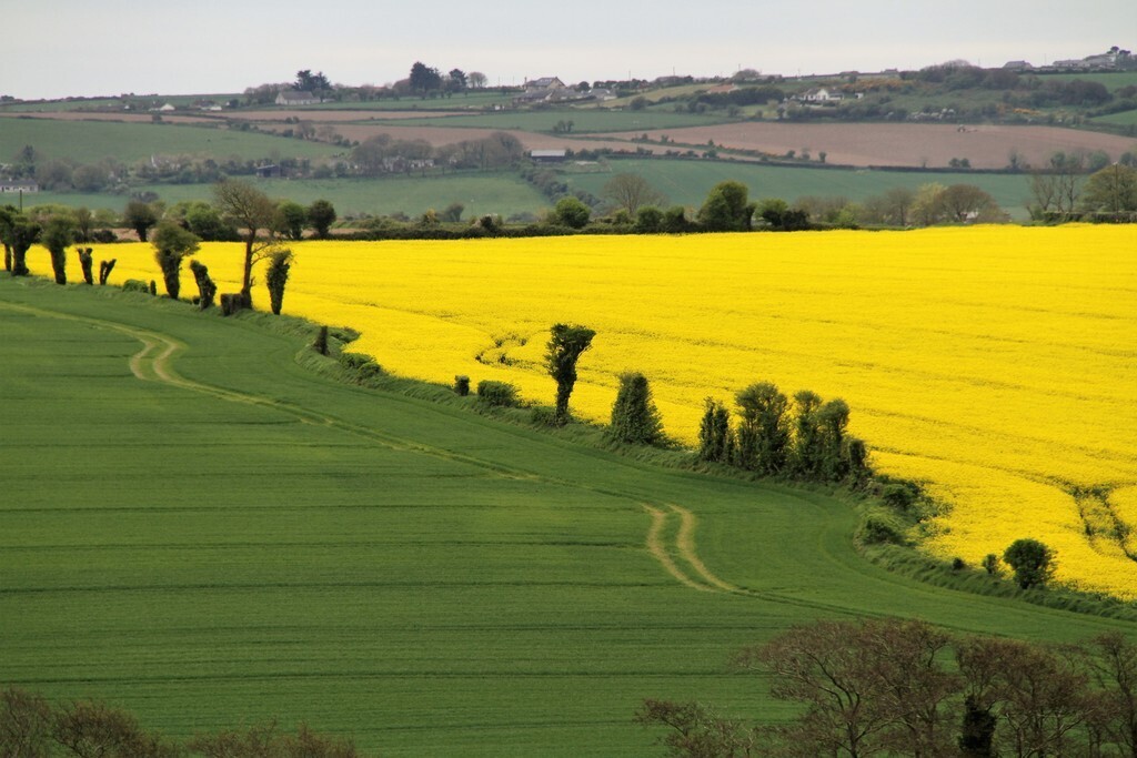 Local rural landscape