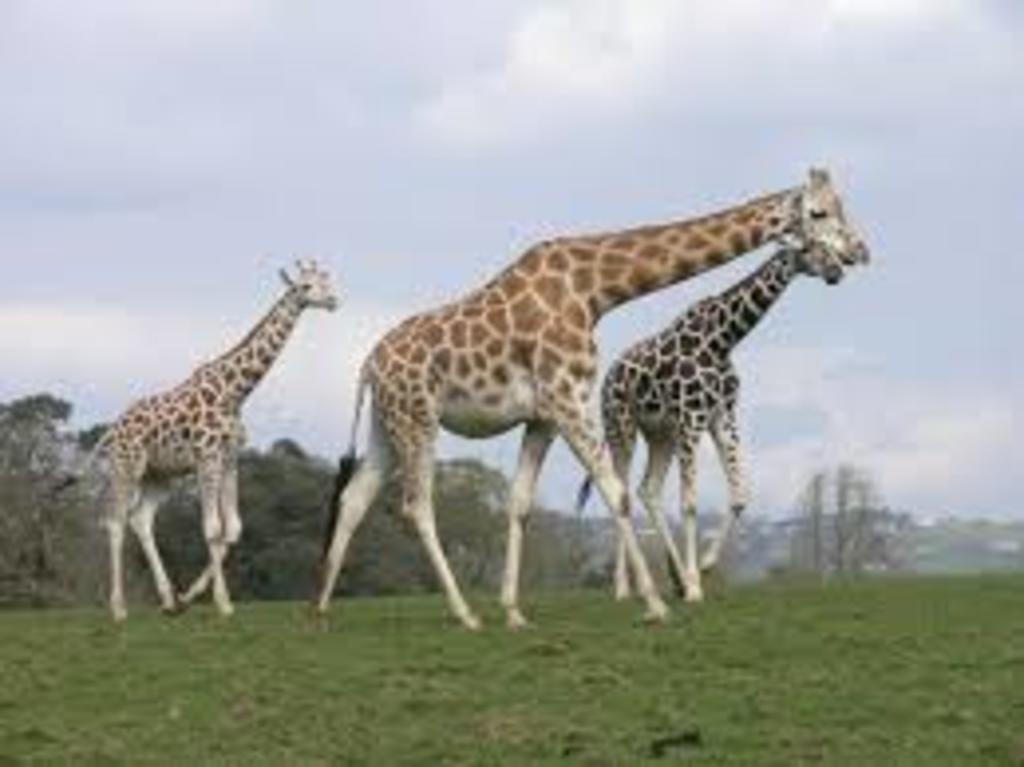 Fota wildlife park (15 min by car)