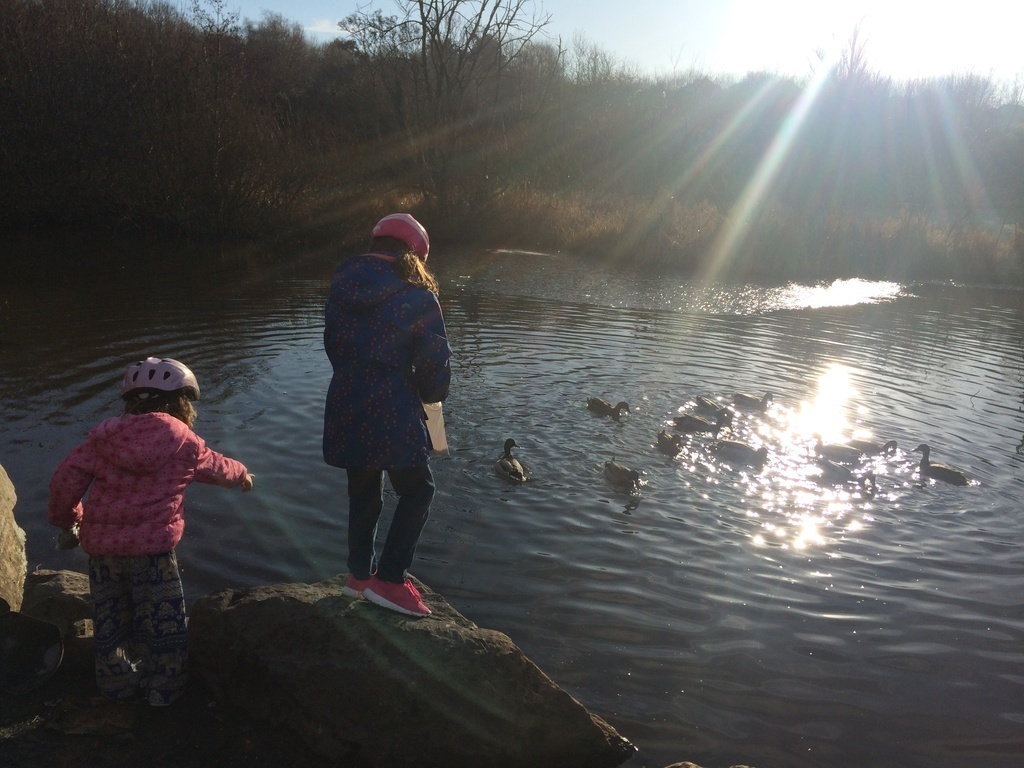 Feeding ducks in local park