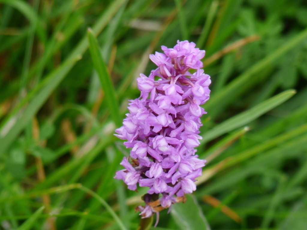 Burren orchid