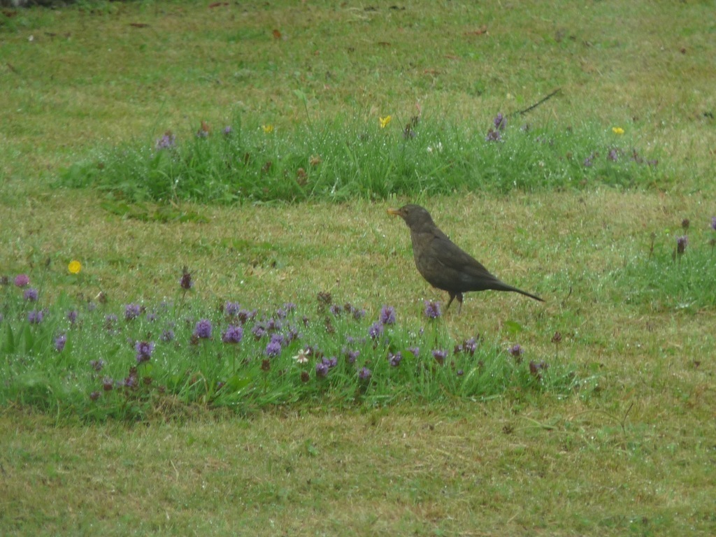 Visitor to the garden