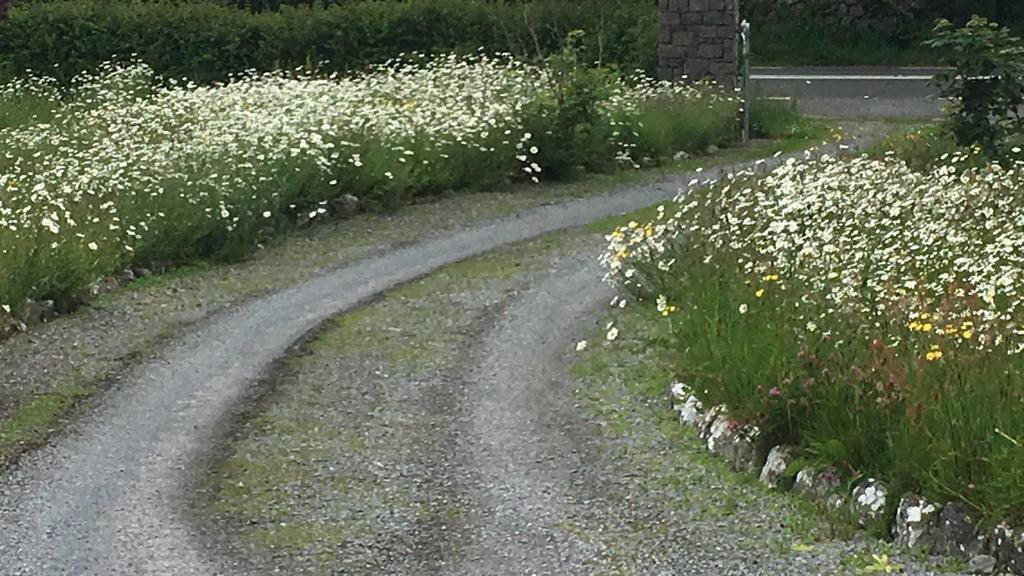 Summer daisies, front garden