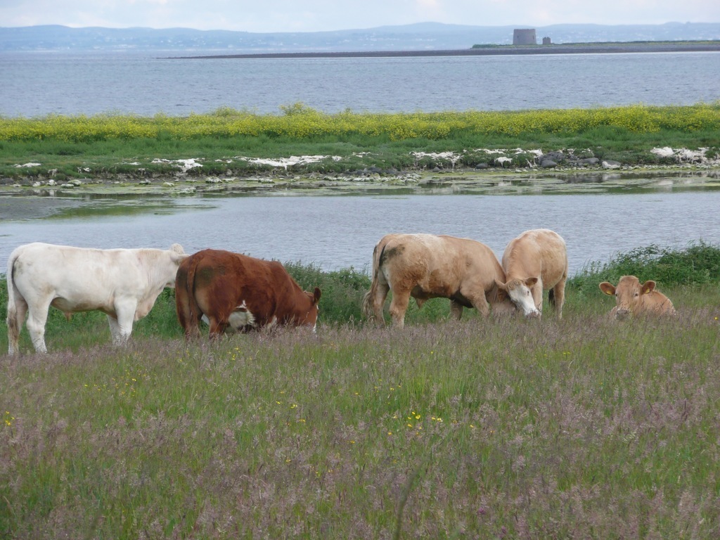 Neighbours on the lane to the beach