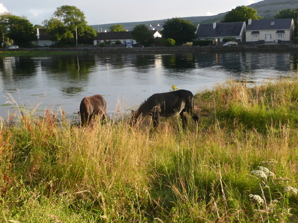 Visitors at Ballyvaughan pier!