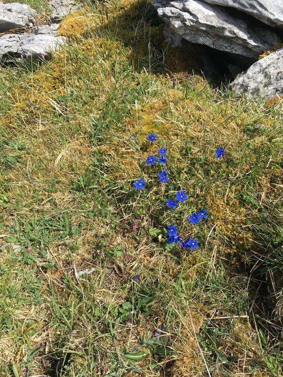 Spring gentians