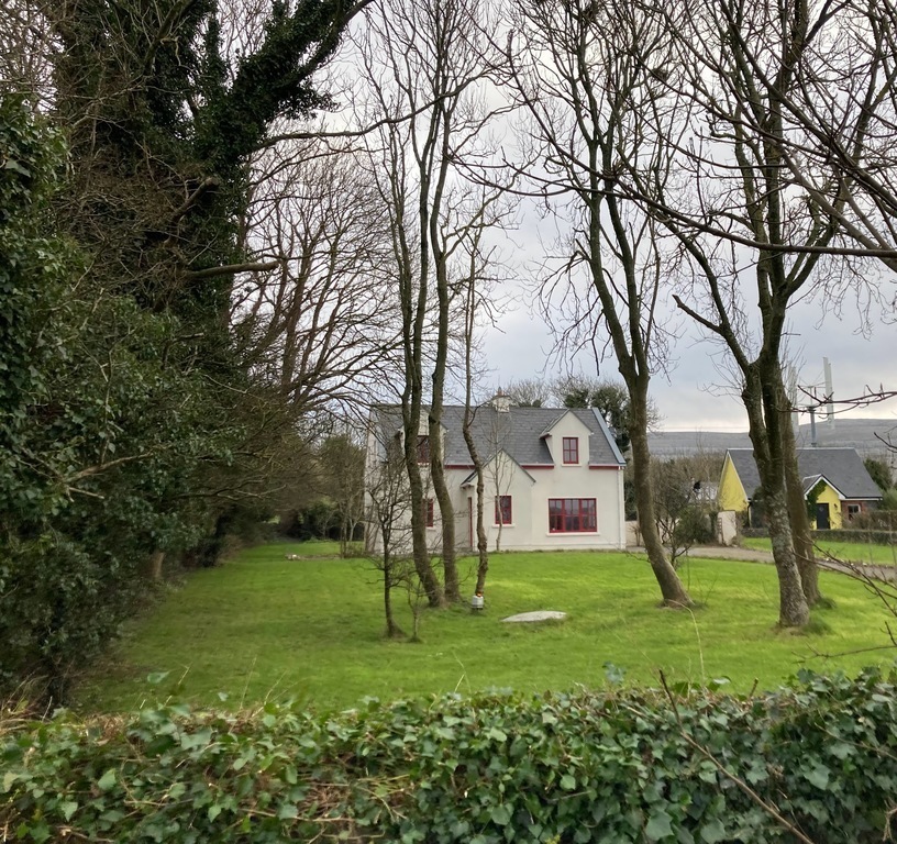 Busy crows, springtime