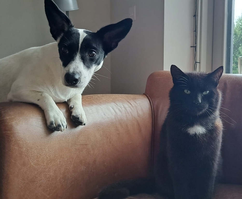 Cusi (dog - she goes to a Kennel during an exchange) & Max (cat - RIP)